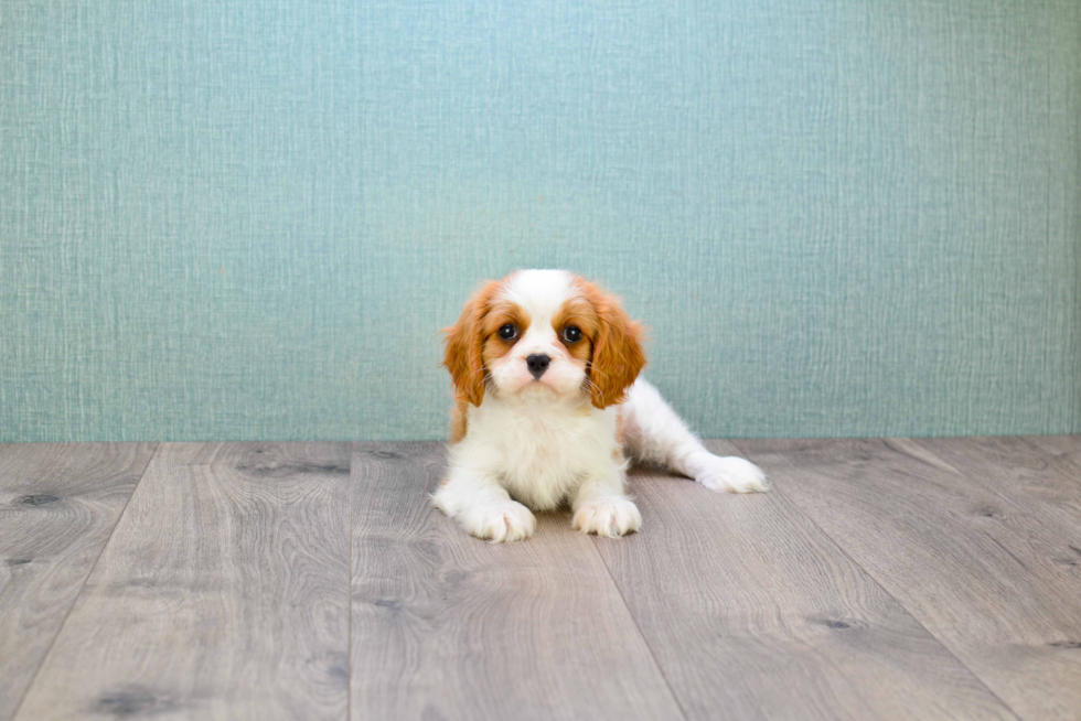 Energetic Cavalier King Charles Spaniel Purebred Puppy