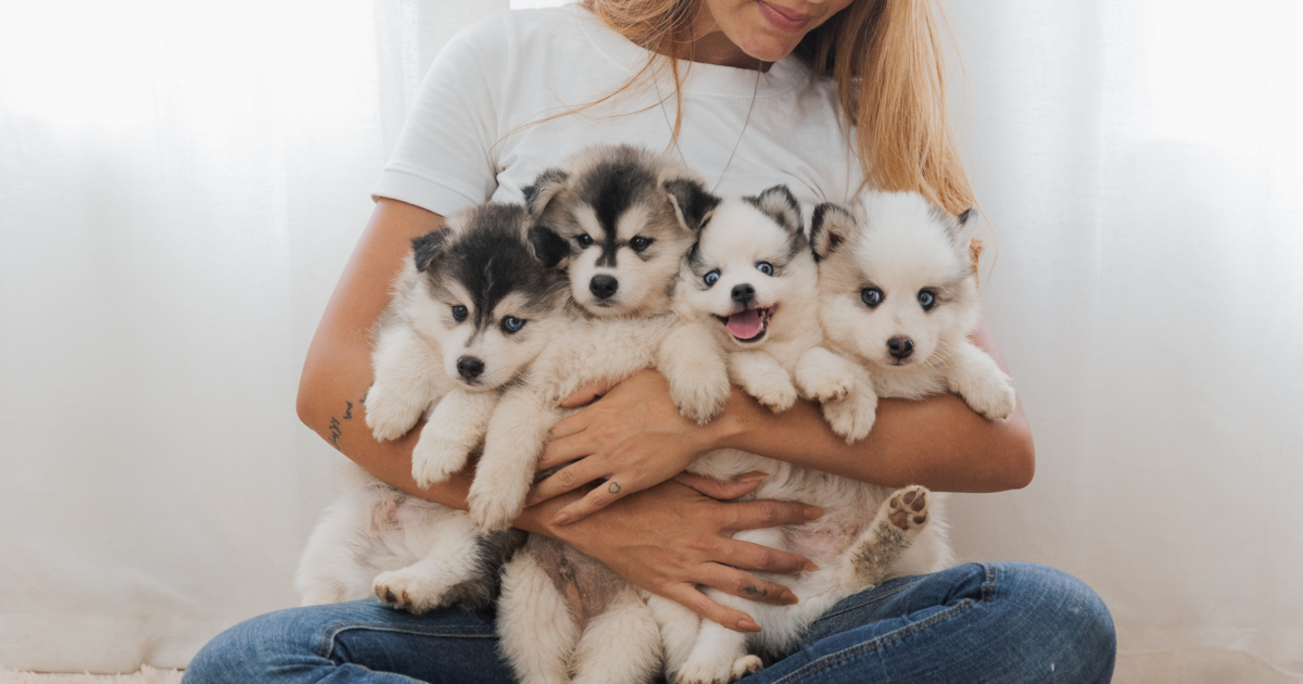 Designer Puppy Breeds Your Top 20 FAQs Answered Premier Pups