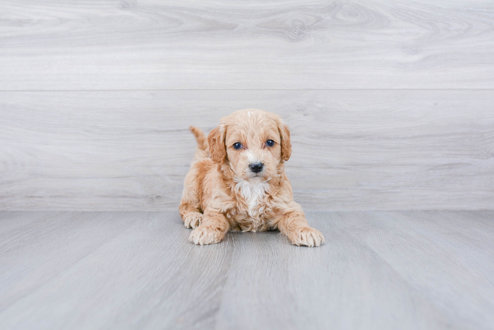 Meet Cadence - our Cockapoo Puppy Photo 2/3 - Premier Pups