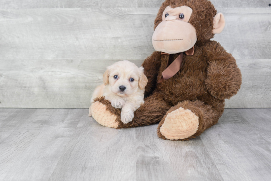 Cavachon Puppy for Adoption