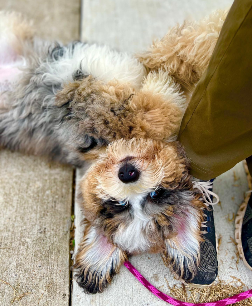 goofy f2 mini bernedoodle sitting next to a persons s leg - multigen mini bernedoodle guide
