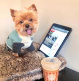 Puppy For Sale Premier Pups Yorkshire Terrier Being Cute
