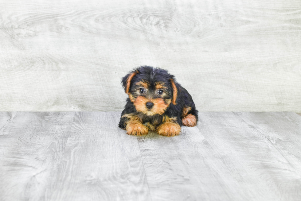Meet Lacie - our Yorkshire Terrier Puppy Photo 