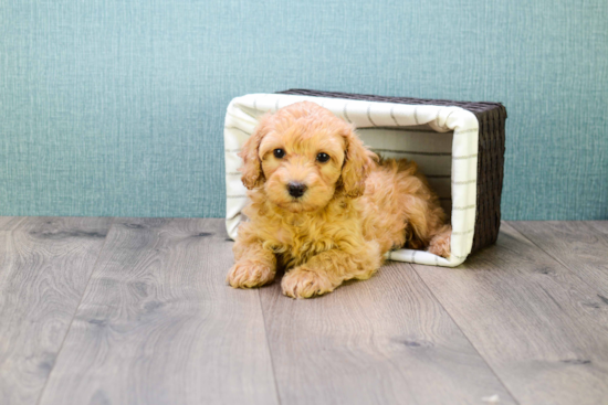 Fluffy Mini Goldendoodle Poodle Mix Pup