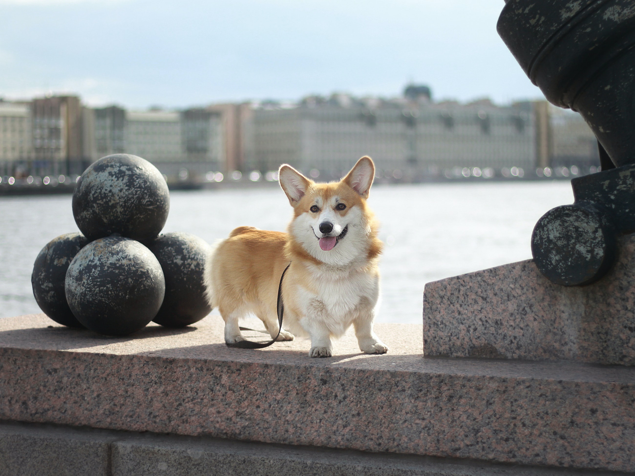 white and orange corgi sitting near water