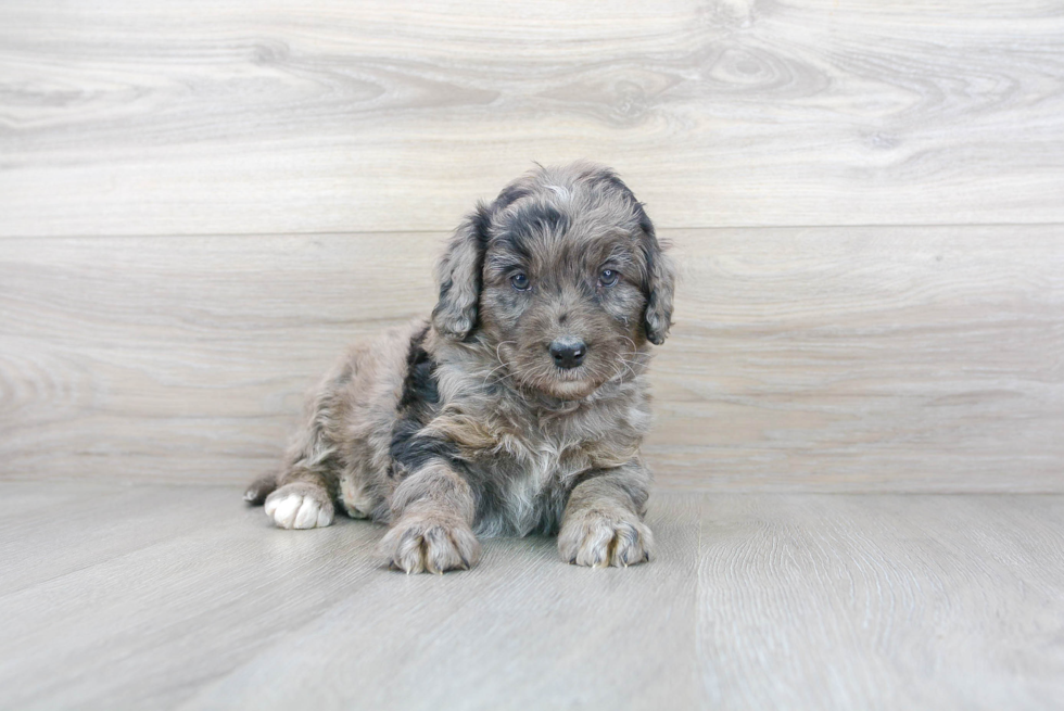 gray mini bernedoodle puppy