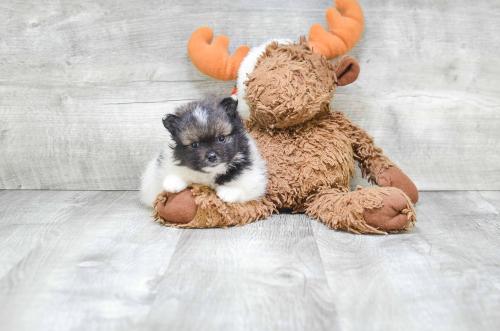 teacup puppies for sale in ohio pomeranian puppies for sale teacup breed pom puppies for teacup puppies for sale in ohio pomeranian puppies for sale teacup breed pom puppies for