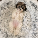 Puppy For Sale Premier Pups Happy Havapoo Pup