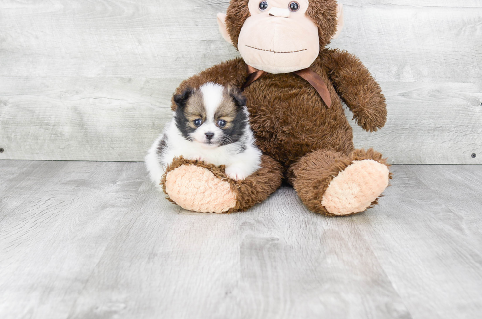 Pomeranian puppies for sale Teacup breed Pom puppies for sale in Ohio