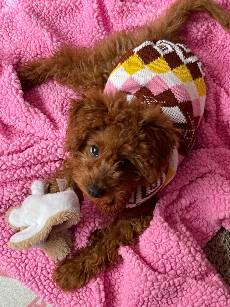 mini red goldendoodle puppy sitting on a pink blanket. the red puppy is playing with plush toys