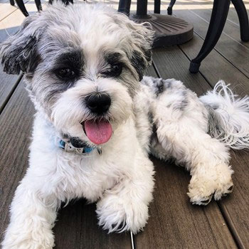 gray and white full grown teddy bear dog