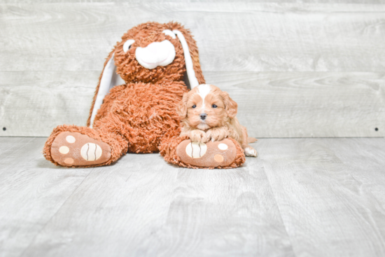 Cavapoo Puppy for Adoption