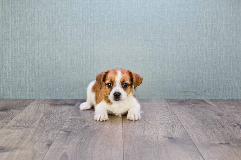 French Bulldog Puppy for Adoption