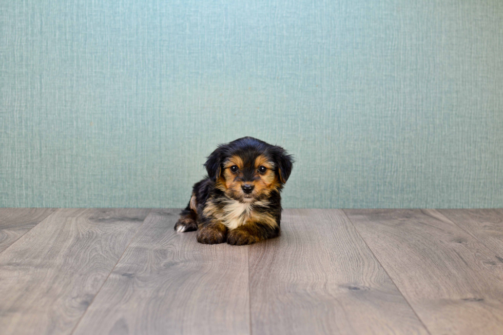 Petite Morkie Designer Pup