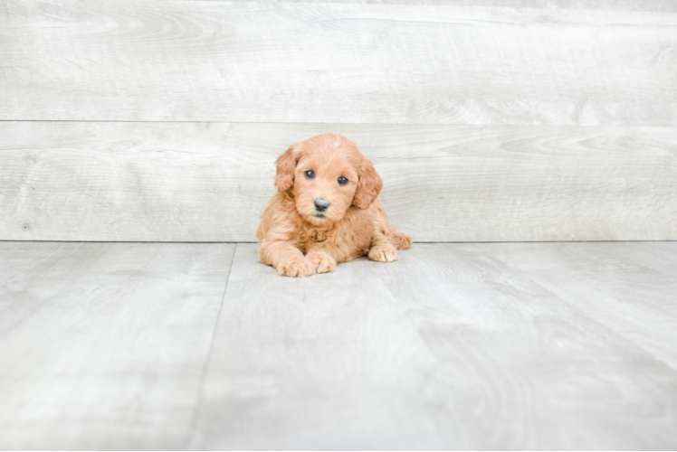 Meet Rachel - our Mini Goldendoodle Puppy Photo 1/3 - Premier Pups