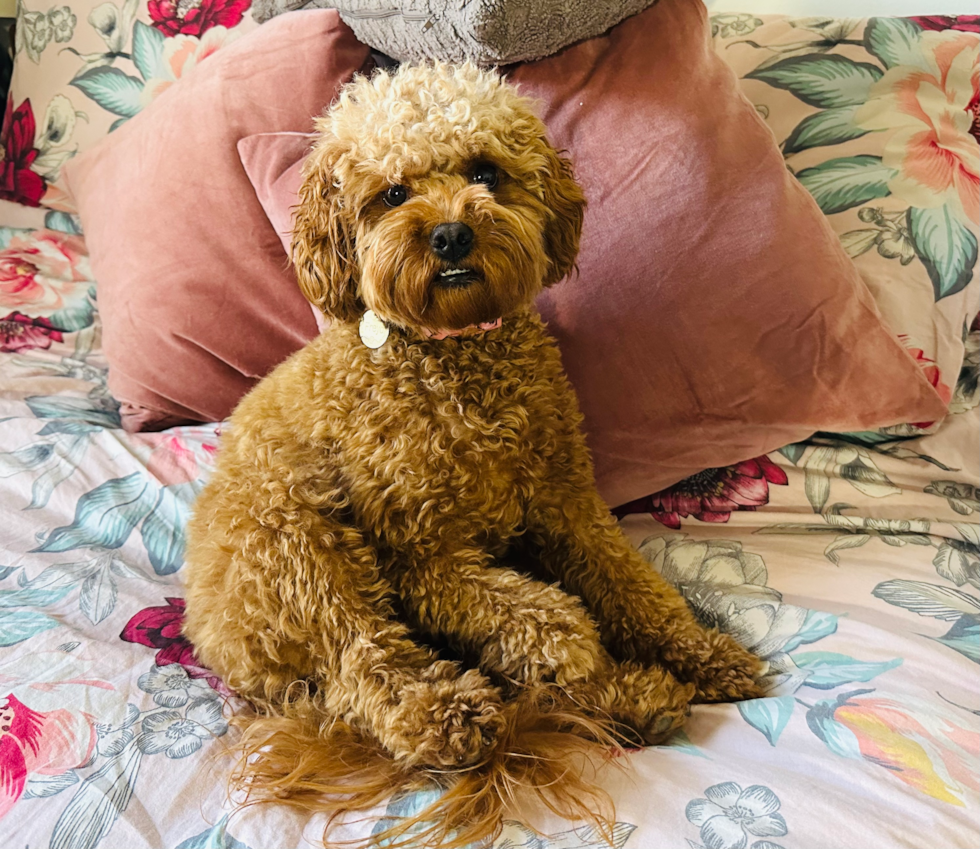 hypoallergenic mini cavapoo with curly hair