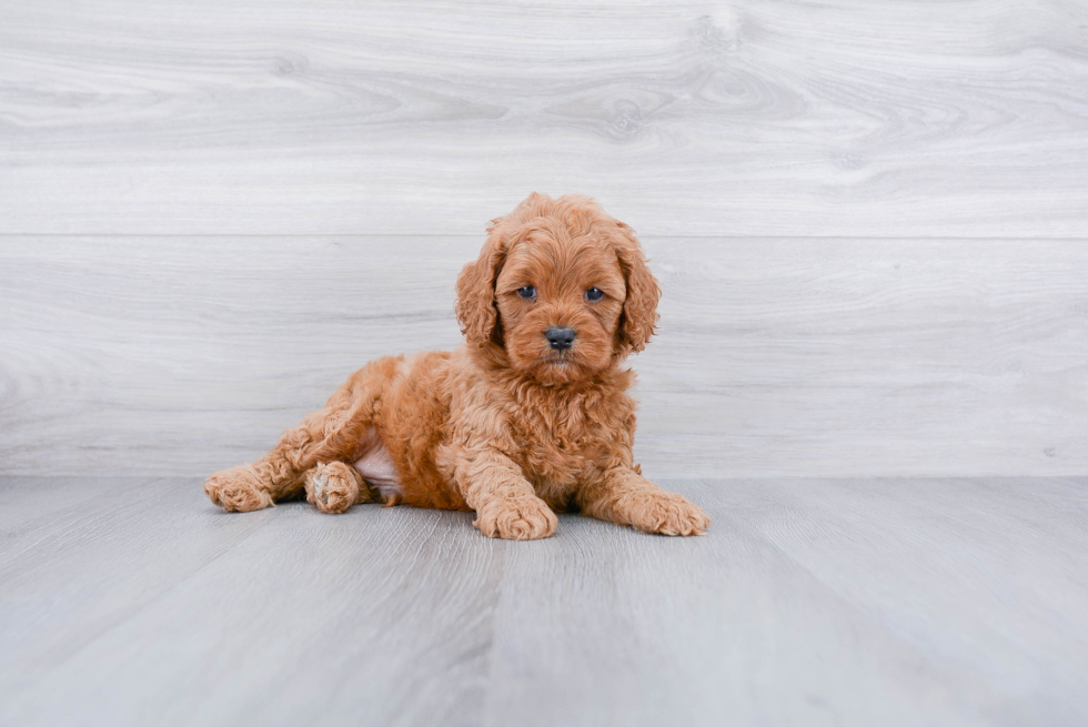 Meet Leon - our Cavapoo Puppy Photo 2/3 - Premier Pups