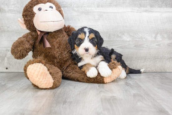 Adorable Mini Berniedoodle Poodle Mix Puppy