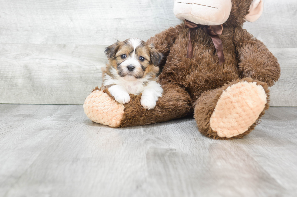 Teddy Bear Puppies for Sale – Shichon Puppies | Premierpups.com