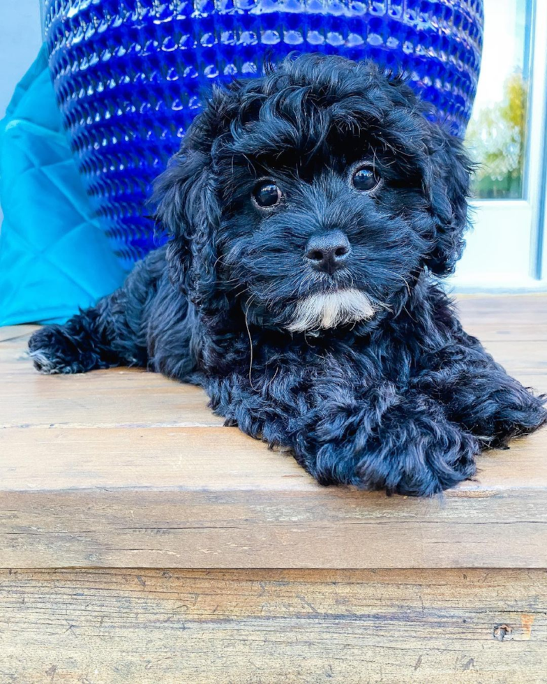 Black Cavapoo puppy with white chin