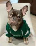 Puppy For Sale Premier Pups Friendly French Bulldog Purebred Pup