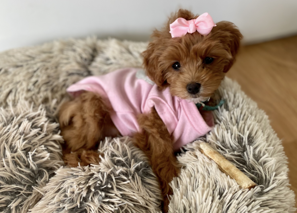 teacup cockapoo puppy wearing a pink outfit 