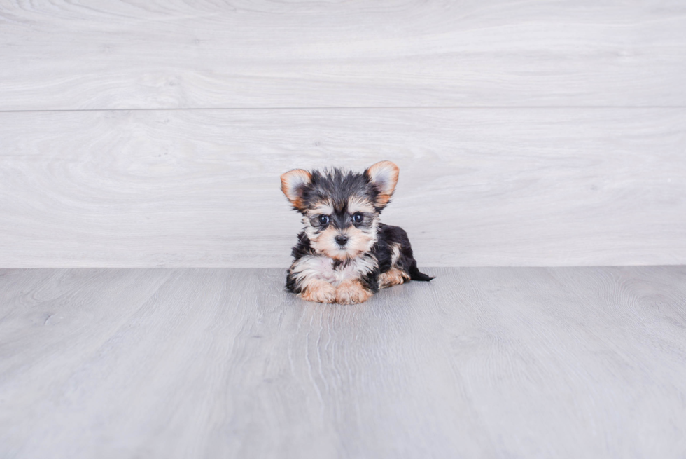 Meet Avon - our Morkie Puppy Photo 1/4 - Premier Pups