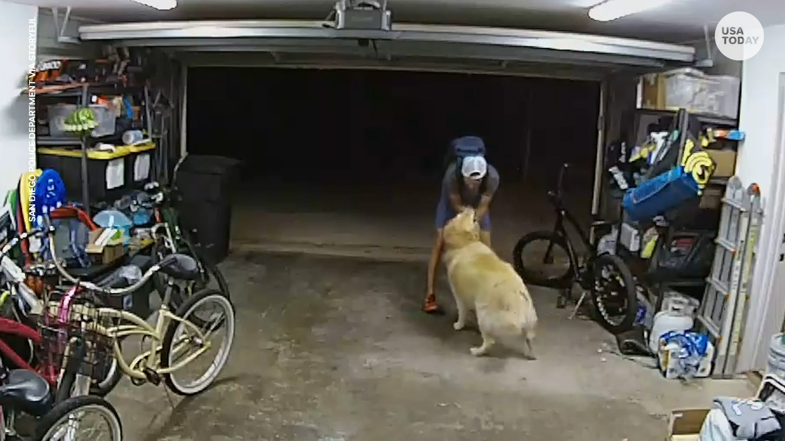 the moment a burglary suspect got distracted while taking a bike from a garage by a very friendly golden retriever dog