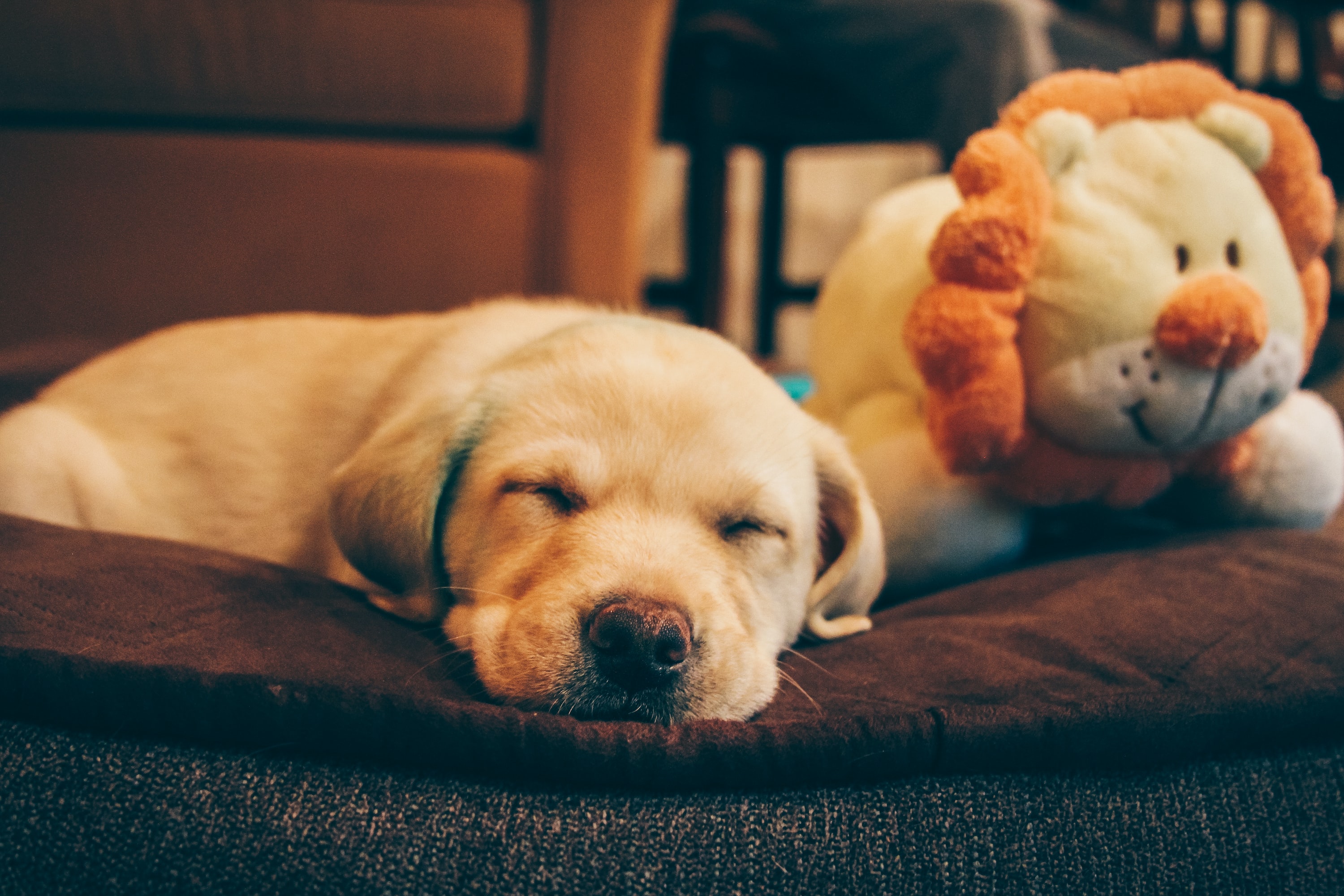 golden retriever puppy sleeping