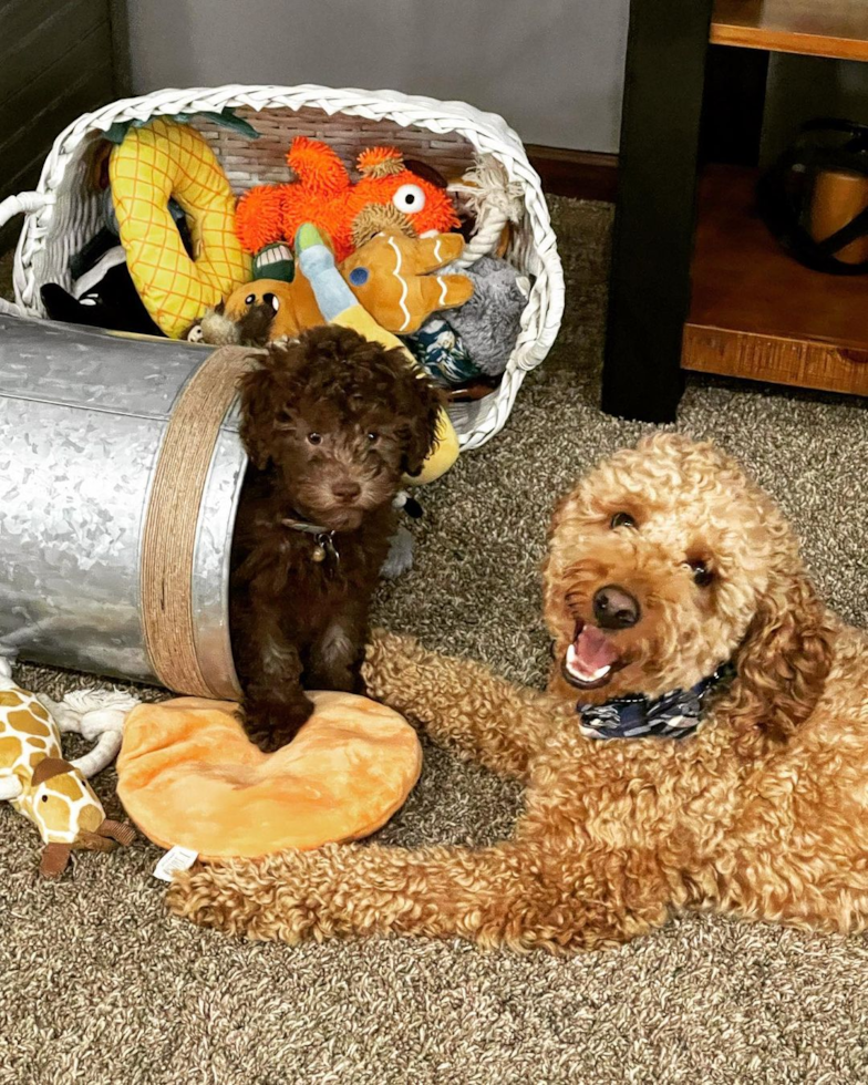 mini goldendoodle adult dog playing with a smaller dog