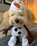 Puppy For Sale Premier Pups Funny Bichapoo Poodle Mix Pup