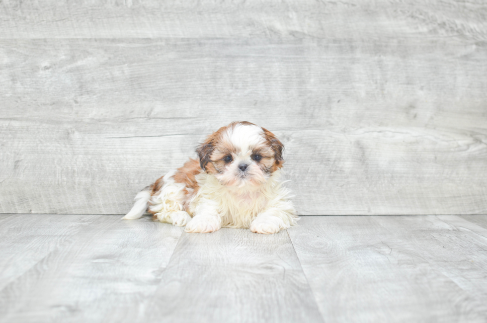 8 week old teddy bear puppies