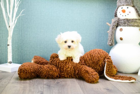 Small Maltese Purebred Pup