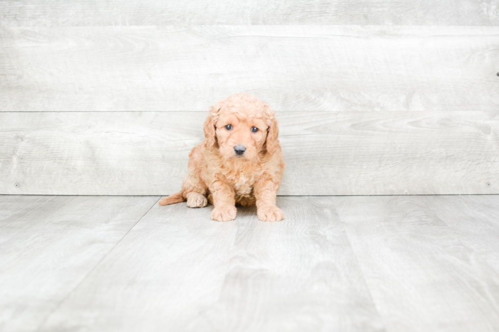 Meet Selma - our Mini Goldendoodle Puppy Photo 3/3 - Premier Pups