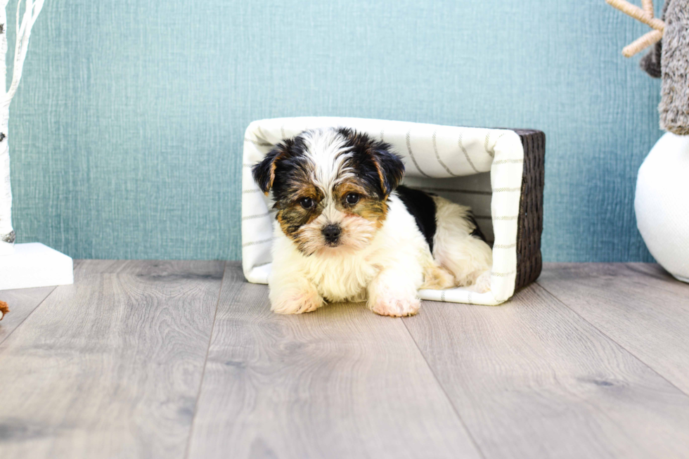 Meet Teacup-Beyonce - our Yorkshire Terrier Puppy Photo 