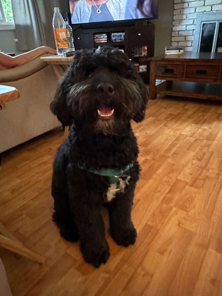 full grown black mini bernedoodle adult 