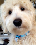 Puppy For Sale Premier Pups Small Mini Goldendoodle Pup