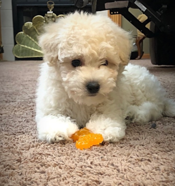 white Maltipoo puppy