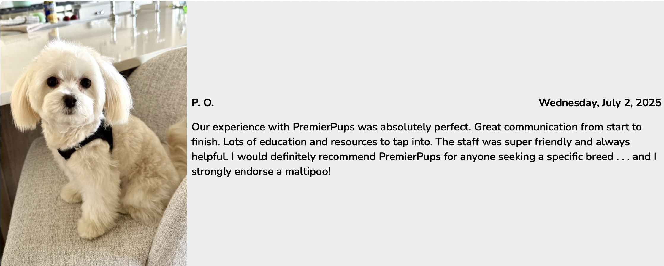 premier pups customer review from customer who adopted izzy