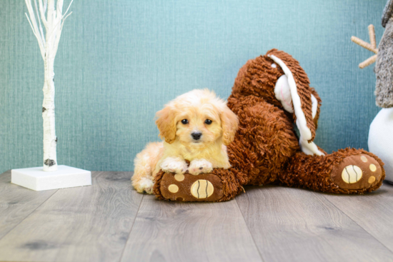 Cute Cavachon Baby