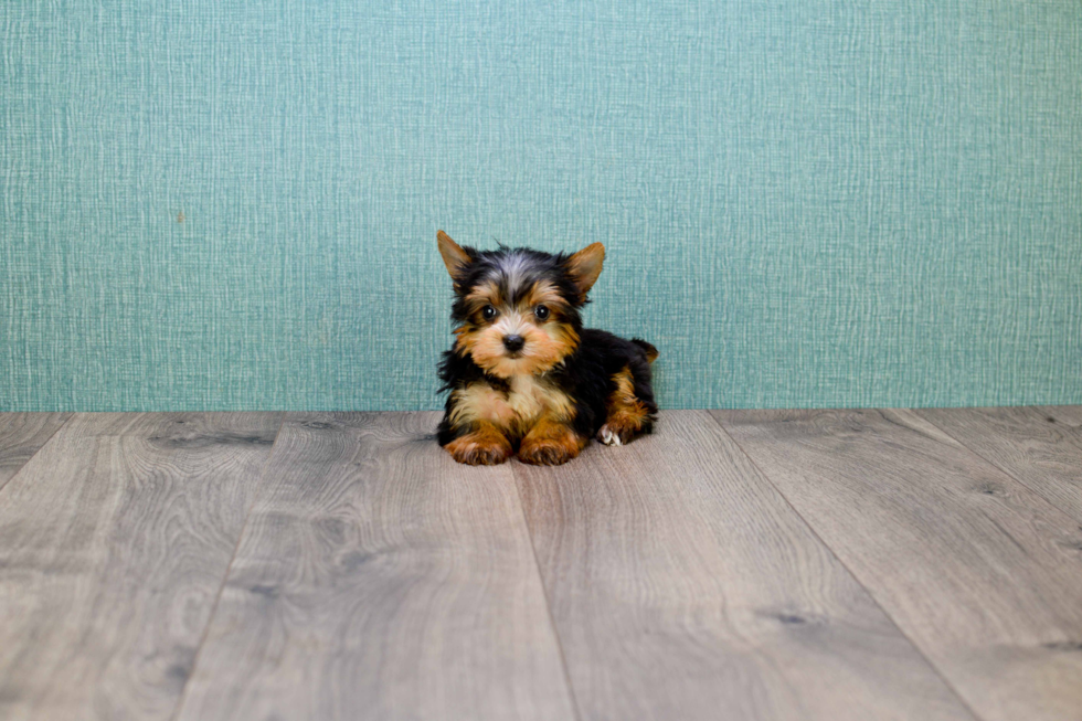 Meet Lady Gaga - our Yorkshire Terrier Puppy Photo 