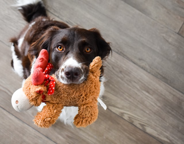 dog with a toy in its mouth