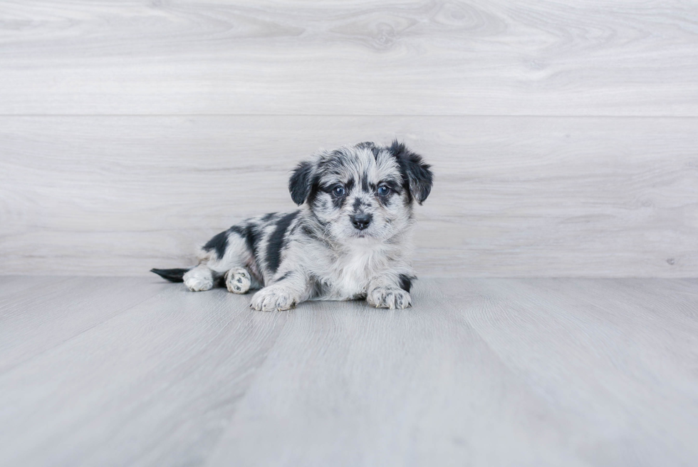 Meet Mowgli - our Mini Aussiedoodle Puppy Photo 1/4 - Premier Pups