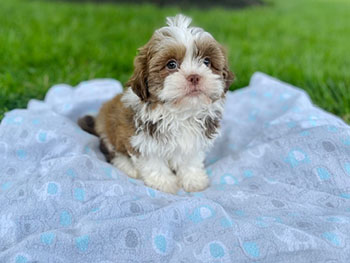 cute havashu puppy with cream and white coat