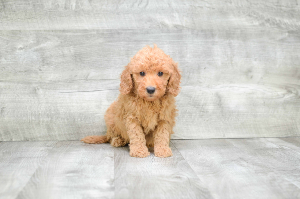 Miniature Goldendoodle puppies for sale Mixed small breed puppies for