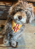 Puppy For Sale - Premier Pups Mini Labradoodle Being Cute