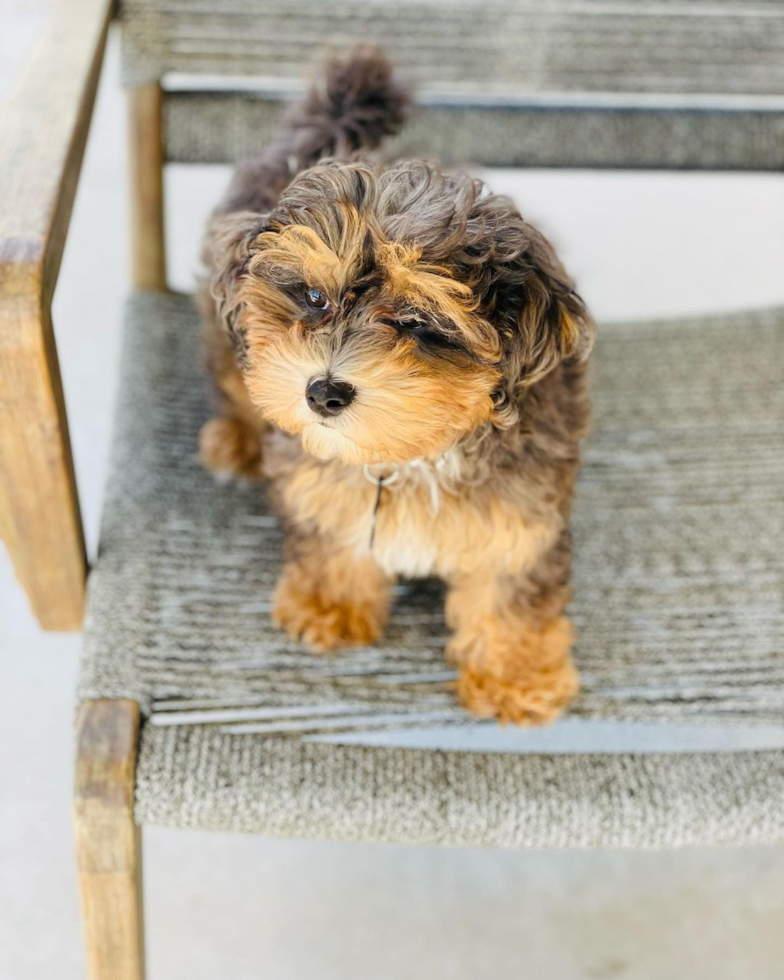 tricolor Maltipoo with black, brown, and beige colors
