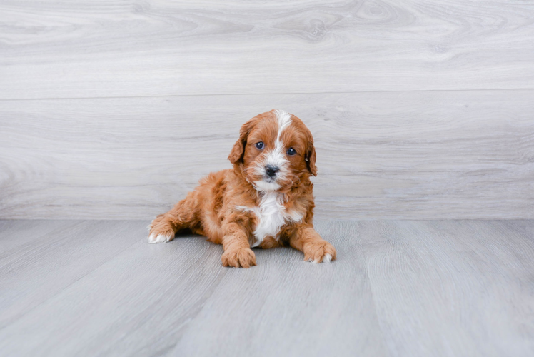 Meet Heath - our Cavapoo Puppy Photo 1/3 - Premier Pups