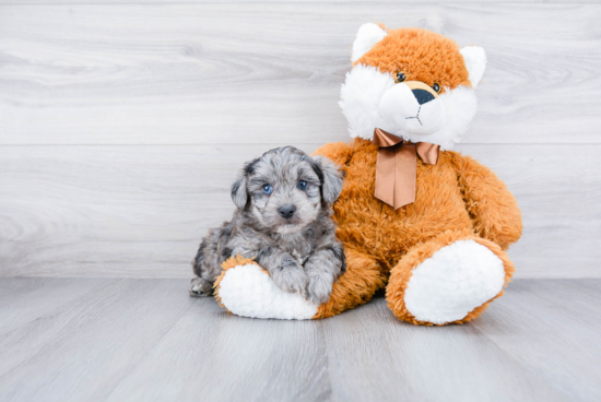 Mini Aussiedoodle Puppy for Adoption