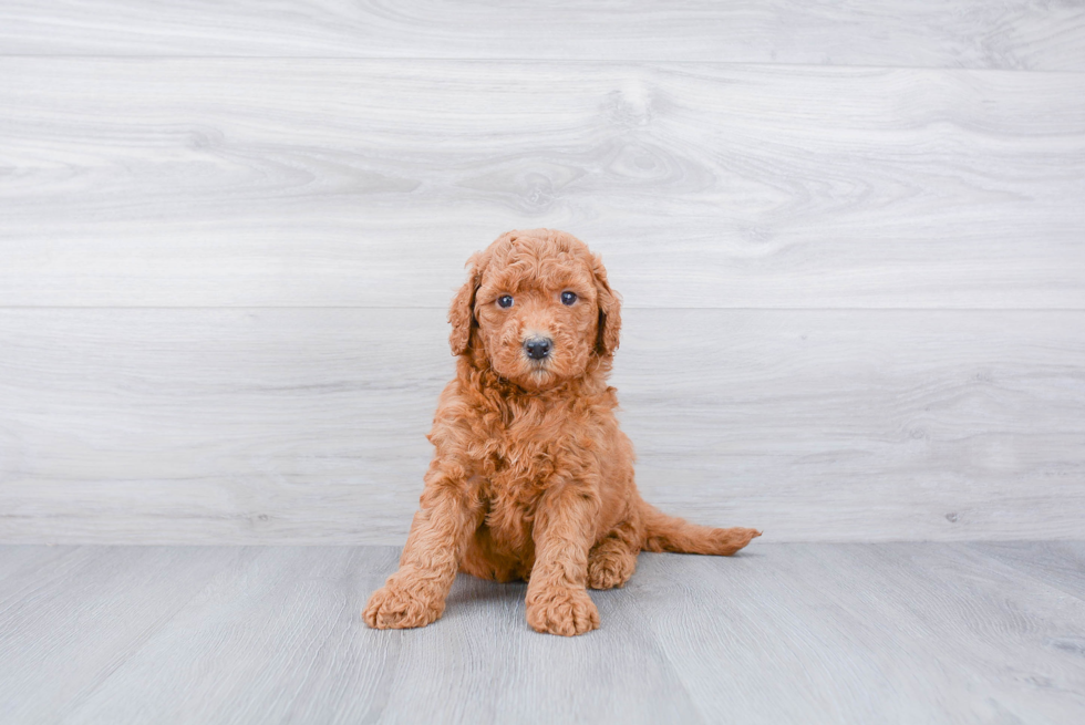 Meet Autumn - our Mini Goldendoodle Puppy Photo 2/3 - Premier Pups